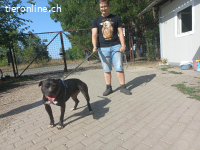 NELSON, verschmuster Mischlingsrüde, ca. 9 Jahre, 55cm, 35kg