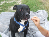 NELSON, verschmuster Mischlingsrüde, ca. 9 Jahre, 55cm, 35kg