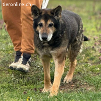 Nero – Gnadenplatz gesucht für Schäferhund-Senior