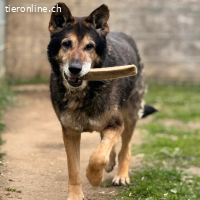 Nero – Gnadenplatz gesucht für Schäferhund-Senior