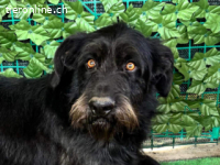 Nero - hübscher, liebevoll-freundlicher Mischlingsrüde,