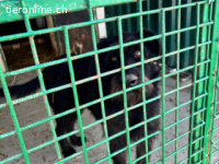 Nero - hübscher, liebevoll-freundlicher Mischlingsrüde,