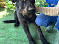 Nero - hübscher, liebevoll-freundlicher Mischlingsrüde,