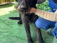 Nero - hübscher, liebevoll-freundlicher Mischlingsrüde,