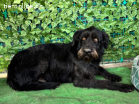 Nero - hübscher, liebevoll-freundlicher Mischlingsrüde,