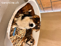 Nero - sanfter Rüde sucht ein Zuhause