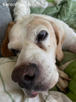 Nessy – Hundeopa auf der Suche nach einem friedvollen Platz