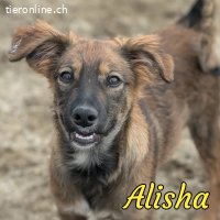 Neugierige Alisha sucht ihre Familie