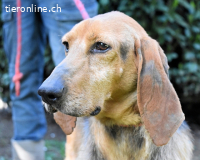 Neville - Abstellgleis - Nein Danke!