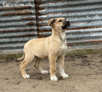 Nevio-2, welpentypisch verspielt und menschenbezogen