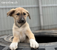 Nevio-2, welpentypisch verspielt und menschenbezogen