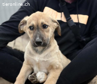 Nevio-2, welpentypisch verspielt und menschenbezogen