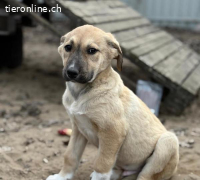 Nevio-2, welpentypisch verspielt und menschenbezogen