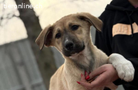 Nevio-2, welpentypisch verspielt und menschenbezogen