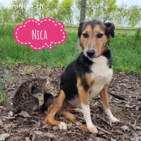 Nica eine sanfte gebrochene Seele