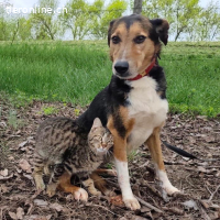 Nica eine sanfte gebrochene Seele