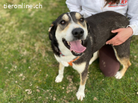 Ein starker Charakter mit grossem Herz sucht seinen Menschen