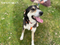 Ein starker Charakter mit grossem Herz sucht seinen Menschen