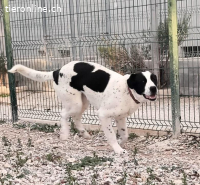 Niebla - Grosse Frohnatur auf vier Pfoten