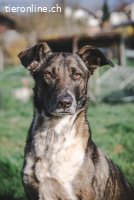 Nika – eine sanfte Seelenhündin