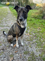 Nika – eine sanfte Seelenhündin