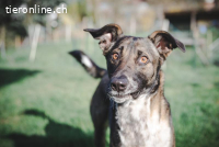 Nika – eine sanfte Seelenhündin