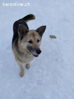 Nika, kleine Schäfer Mix sucht Zuhause