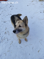Nika, kleine Schäfer Mix sucht Zuhause