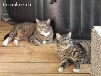 Niki und Balu (m), 7 Jahre alt
