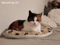 Nikita - unsere dreifarbige Samtpfote