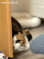 Nikita - unsere dreifarbige Samtpfote