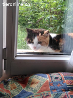 Nikita - unsere dreifarbige Samtpfote