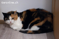 Nikita - unsere dreifarbige Samtpfote