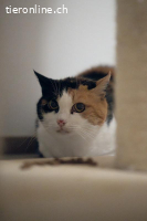 Nikita - unsere dreifarbige Samtpfote