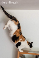 Nikita - unsere dreifarbige Samtpfote