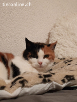 Nikita - unsere dreifarbige Samtpfote