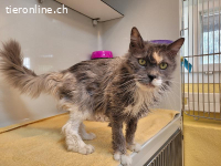 Nina, ca 10-15 Jahre, weibl, kastr, freundlich