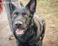 Nina ist sehr verloren im Tierheim und wartet sehnsüchtig