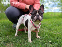 NINA, liebe Hundedame, ca.8 J.,  *PS in 34225 Baunatal*