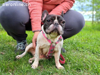 NINA, liebe Hundedame, ca.8 J.,  *PS in 34225 Baunatal*