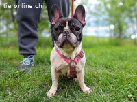 NINA, liebe Hundedame, ca.8 J.,  *PS in 34225 Baunatal*
