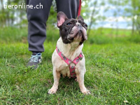NINA, liebe Hundedame, ca.8 J.,  *PS in 34225 Baunatal*