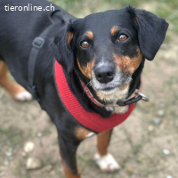 Nina – menschbezogene, freundliche Hündin