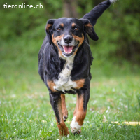 Nina – menschbezogene, freundliche Hündin