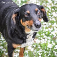 Nina – menschbezogene, freundliche Hündin