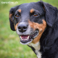 Nina – menschbezogene, freundliche Hündin