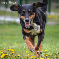 Nina – menschbezogene, freundliche Hündin