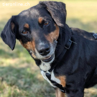 Nina – menschbezogene, freundliche Hündin