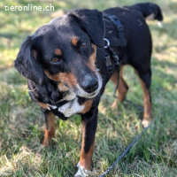 Nina – menschbezogene, freundliche Hündin