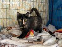 Nina sucht ihren Menschen